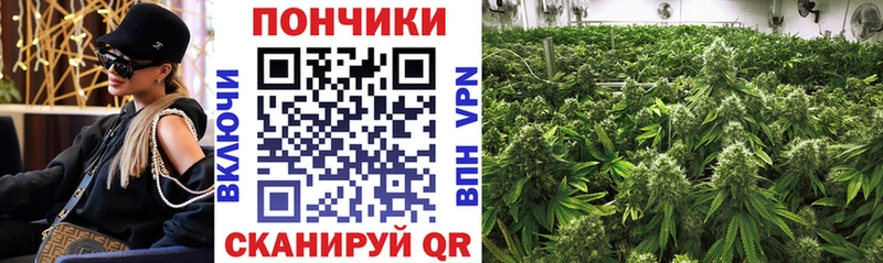 Купить где  Заволжье  Бошки марихуана THC 21% 